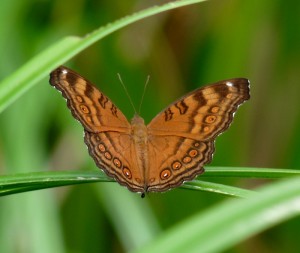 Junonia hedonia