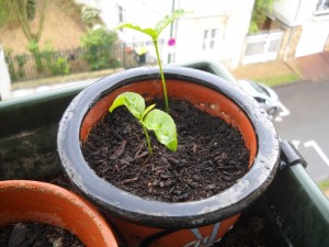 Même mes plantations sont trempées
