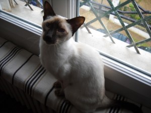 Calliope, la duchesse