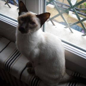 Calliope, la duchesse