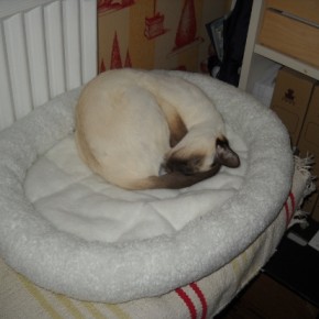 Nouvelle panière pour chats Nouvelle panière pour chats