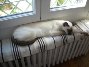 Calliope aime bien dormir en attendant son déjeuner...