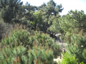Très belle végétation dans le "Park Güell"