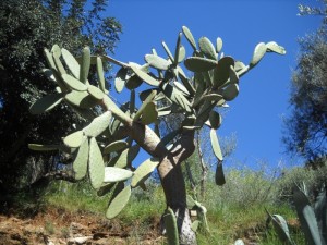 Il y avait pleins de cactus partout, des grands et des petits...
